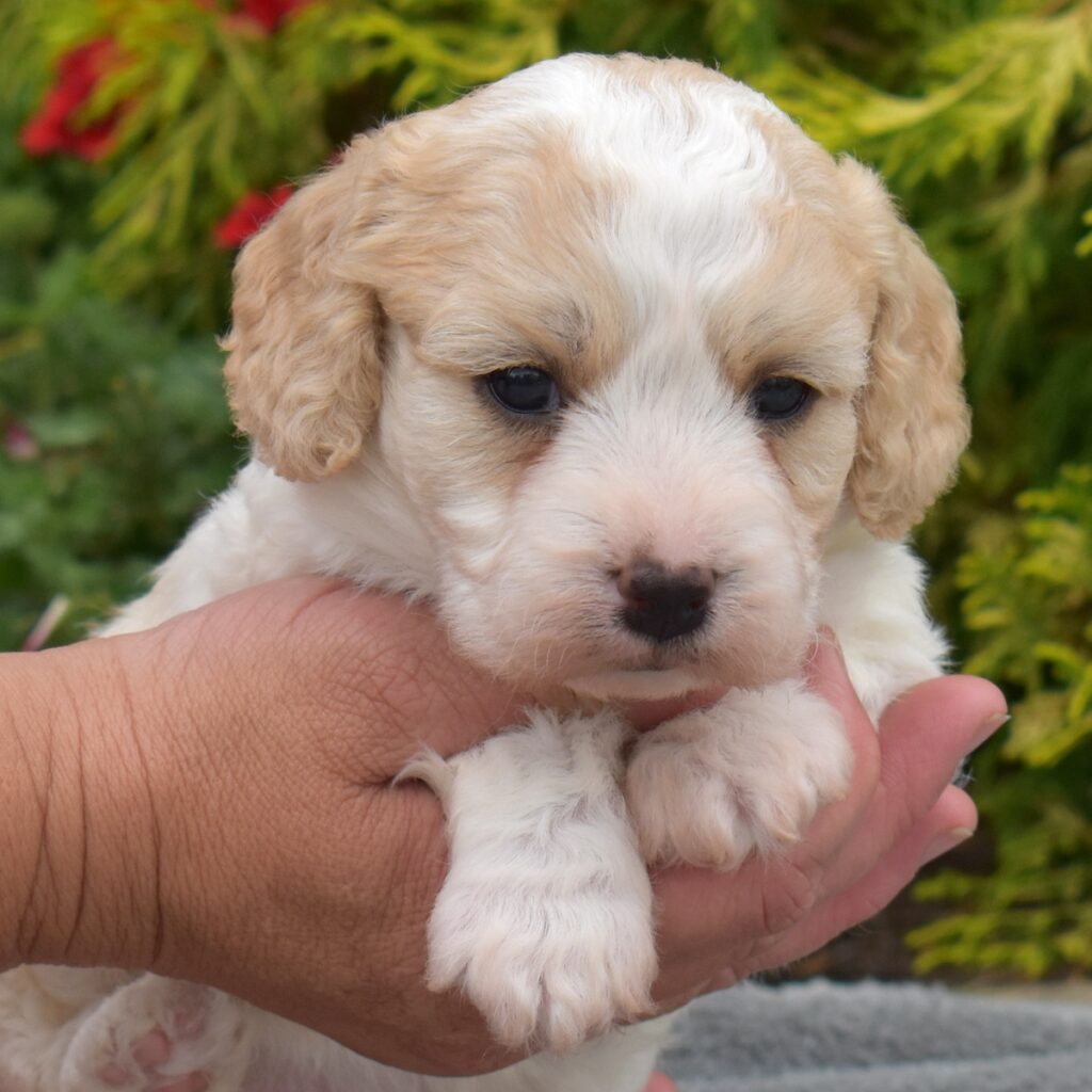 cavachon puppy for sale vet checked