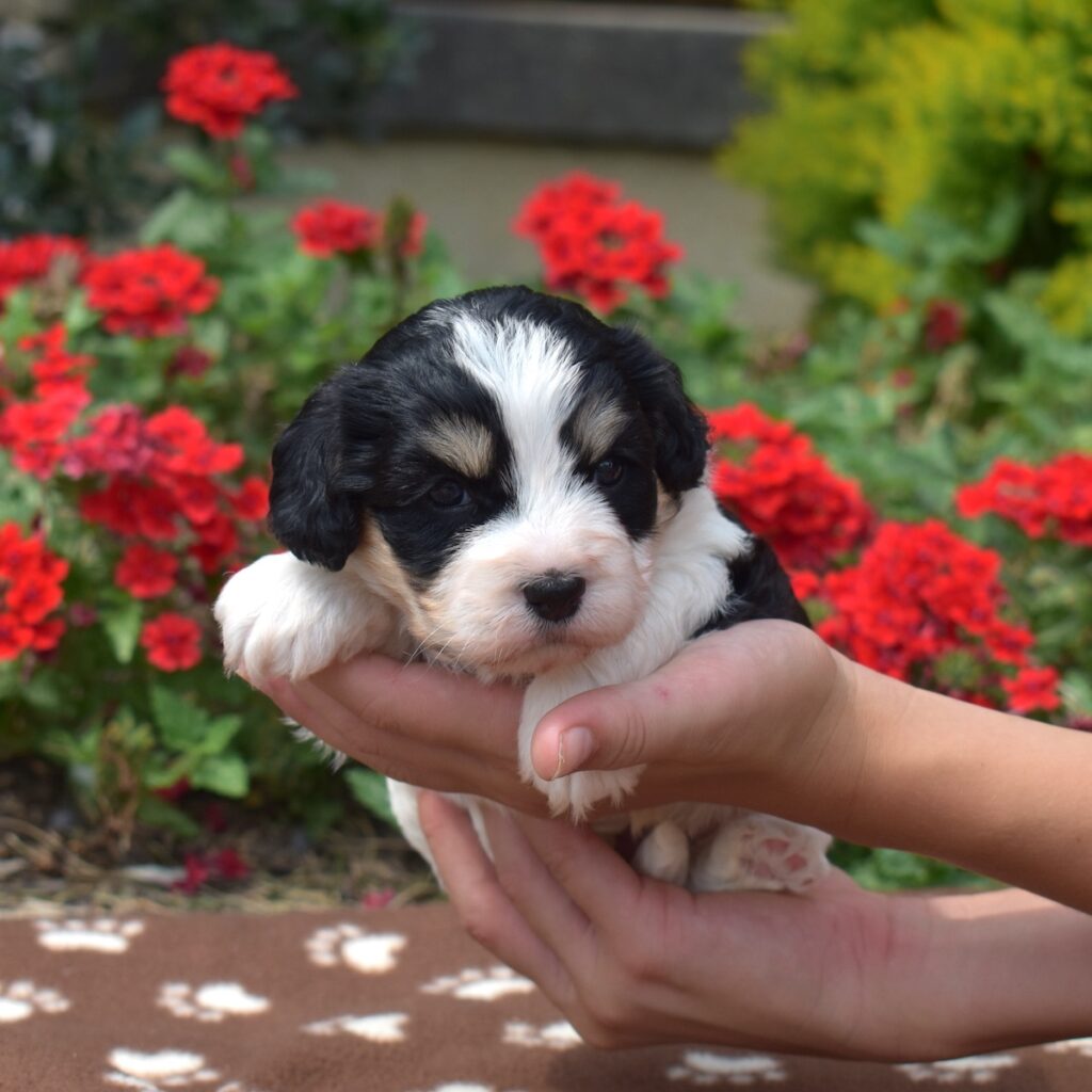 cavachons for sale near me