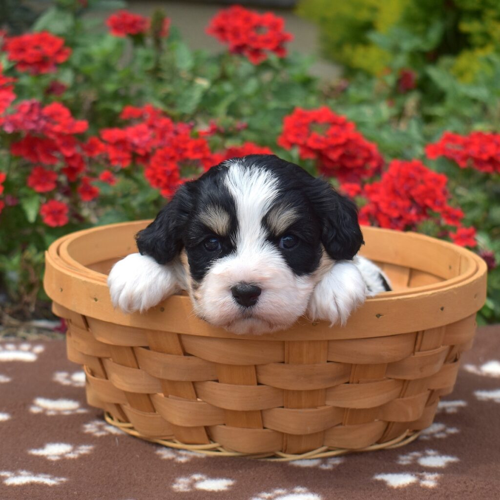 cavachons for sale near me nj
