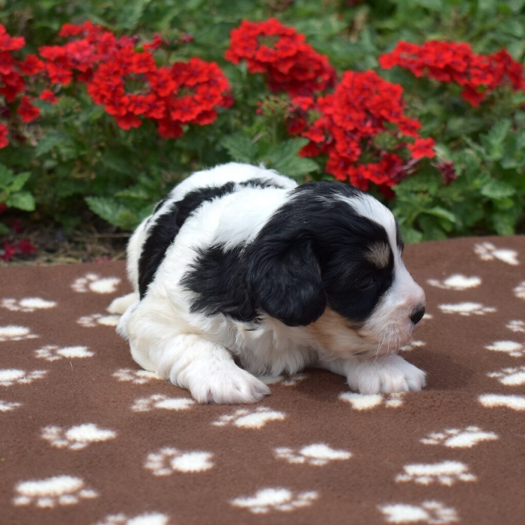 cavachons for sale near me ny