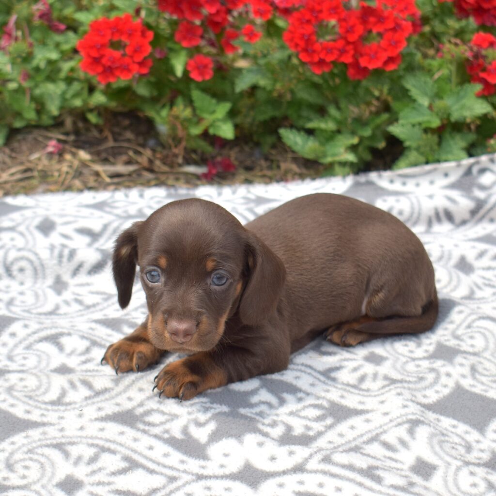 chocolate dachshund miniature for sale