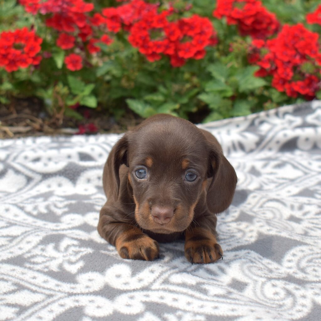 chocolate dachshund miniature for sale pa