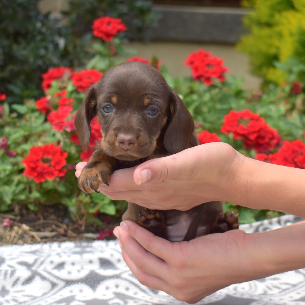 chocolate dachshund miniature puppies