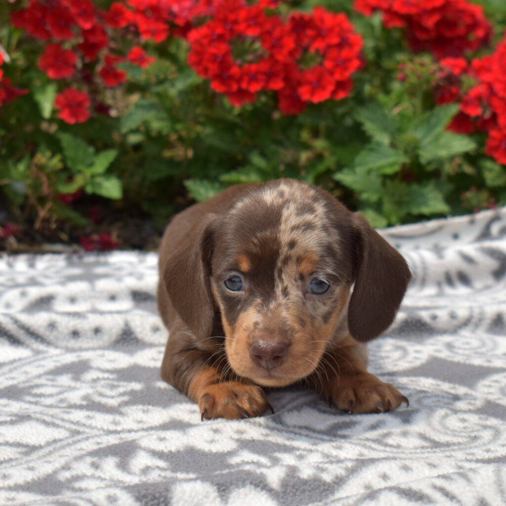 chocolate dapple dachshund puppies for sale