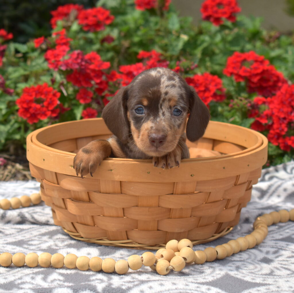 chocolate dapple dachshund puppies pa
