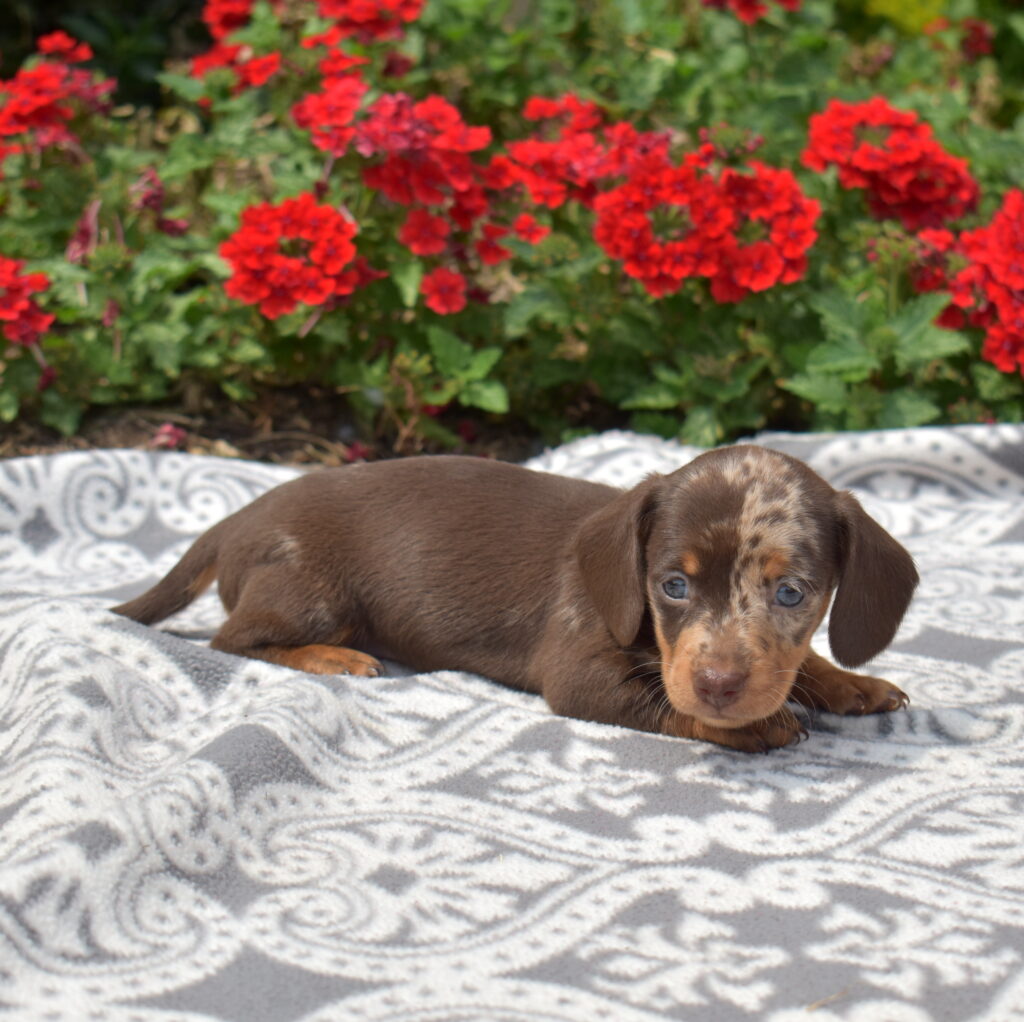 chocolate dapple dachshund puppy