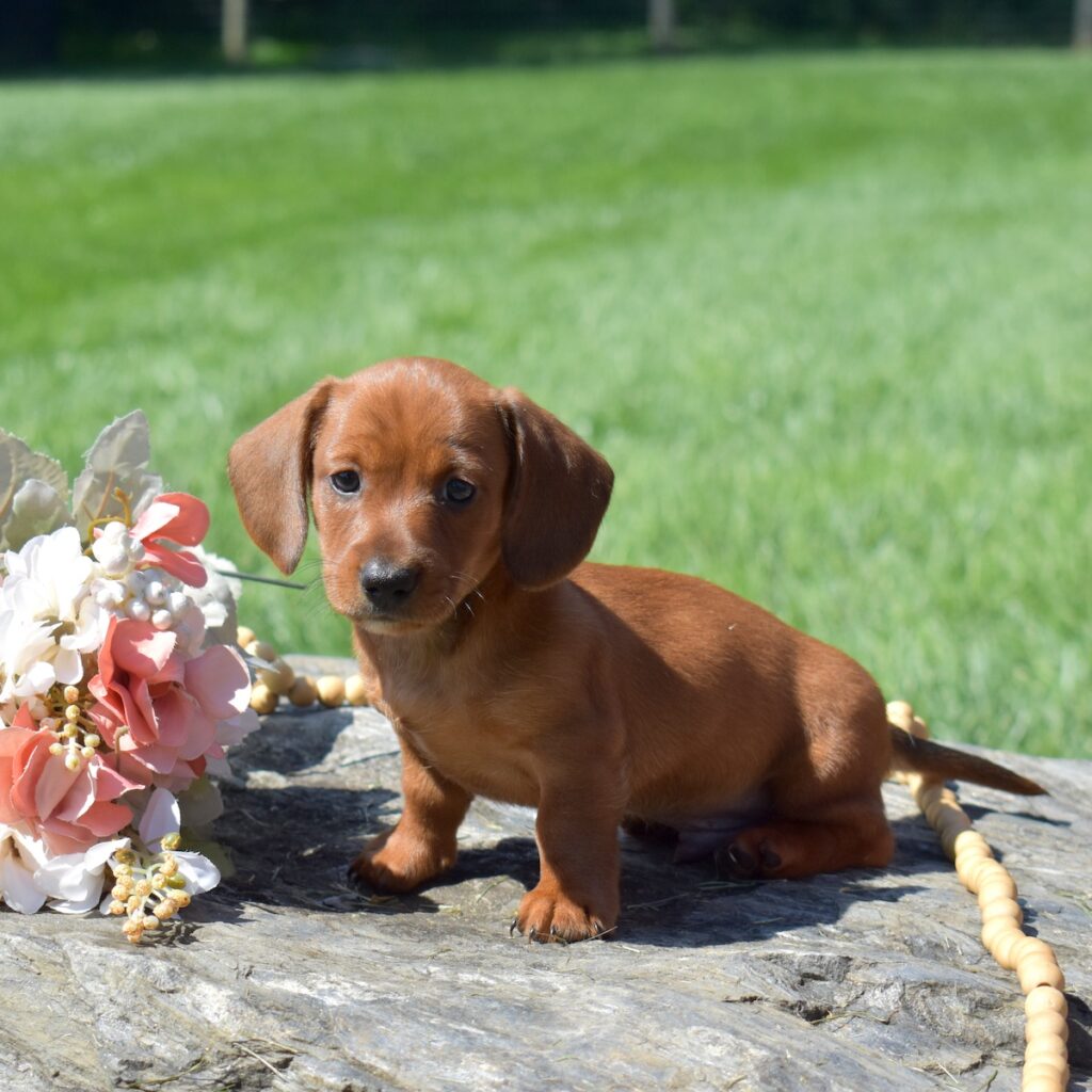dachshund red sable for sale