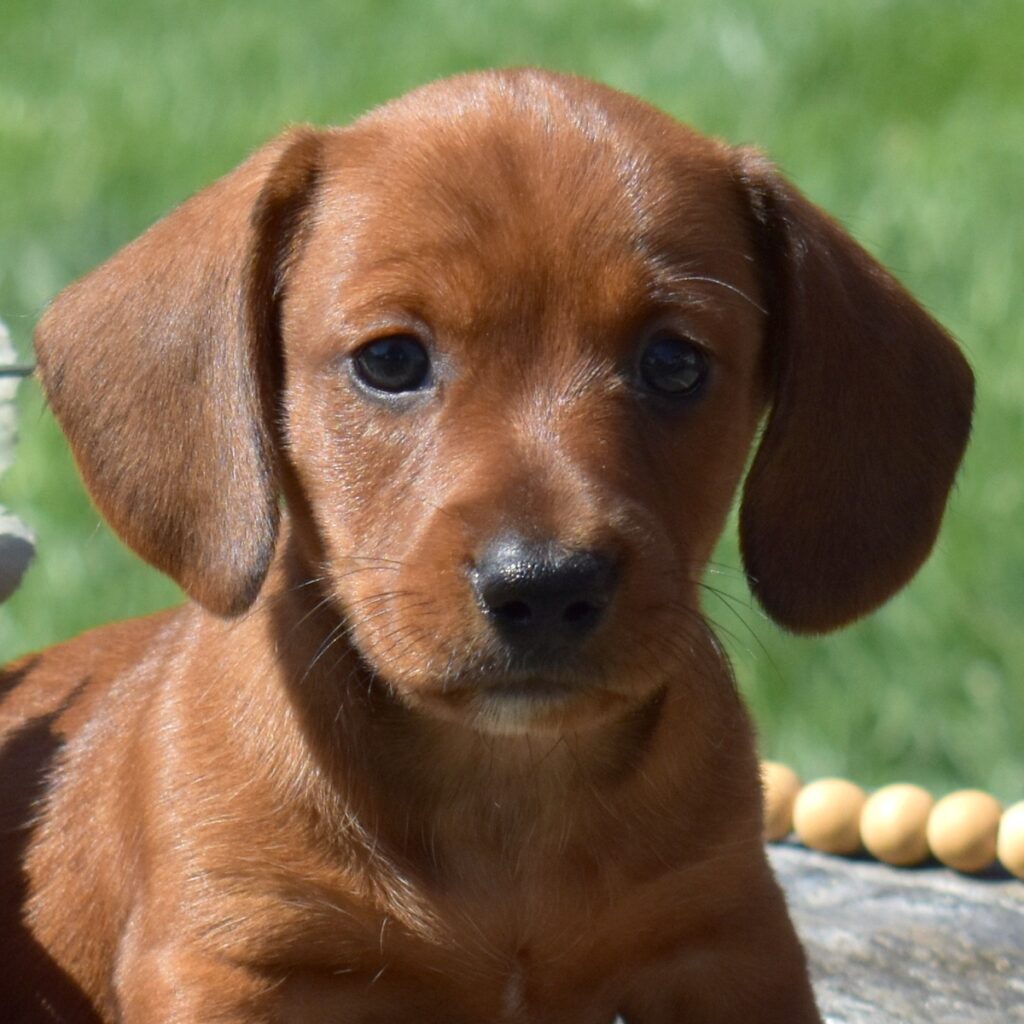 dachshund red sable for sale pa