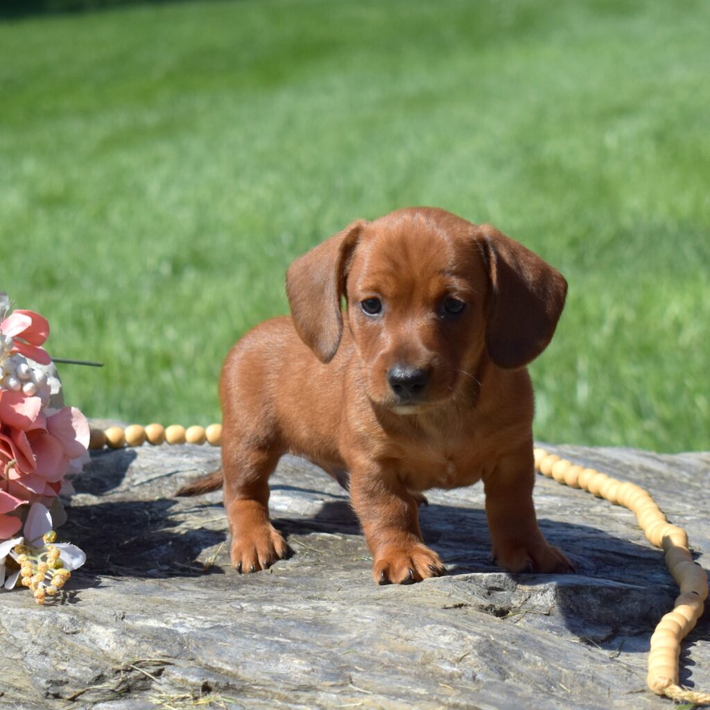 dachshund red sable puppies