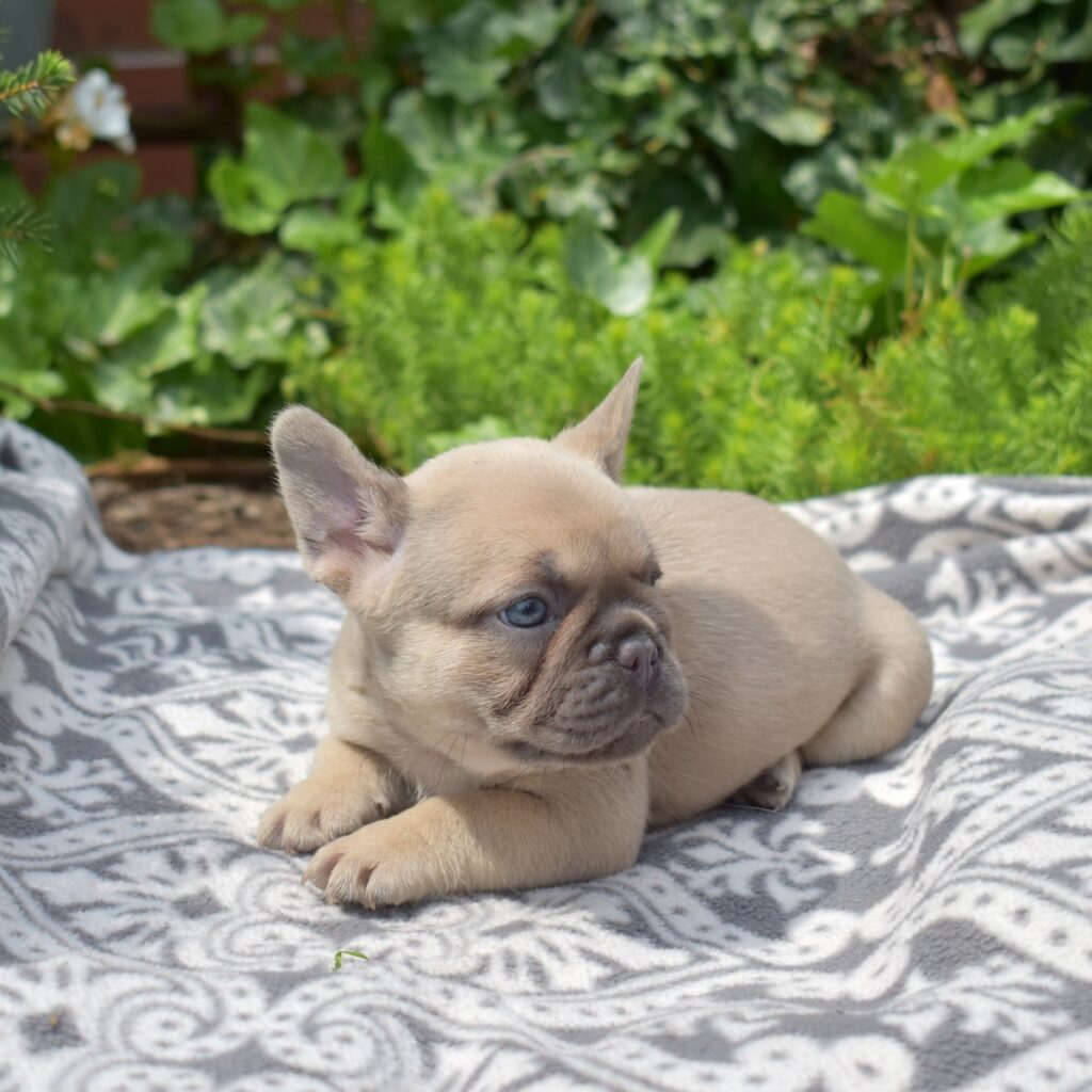 lilac frenchie