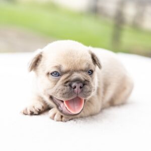 lilac frenchie