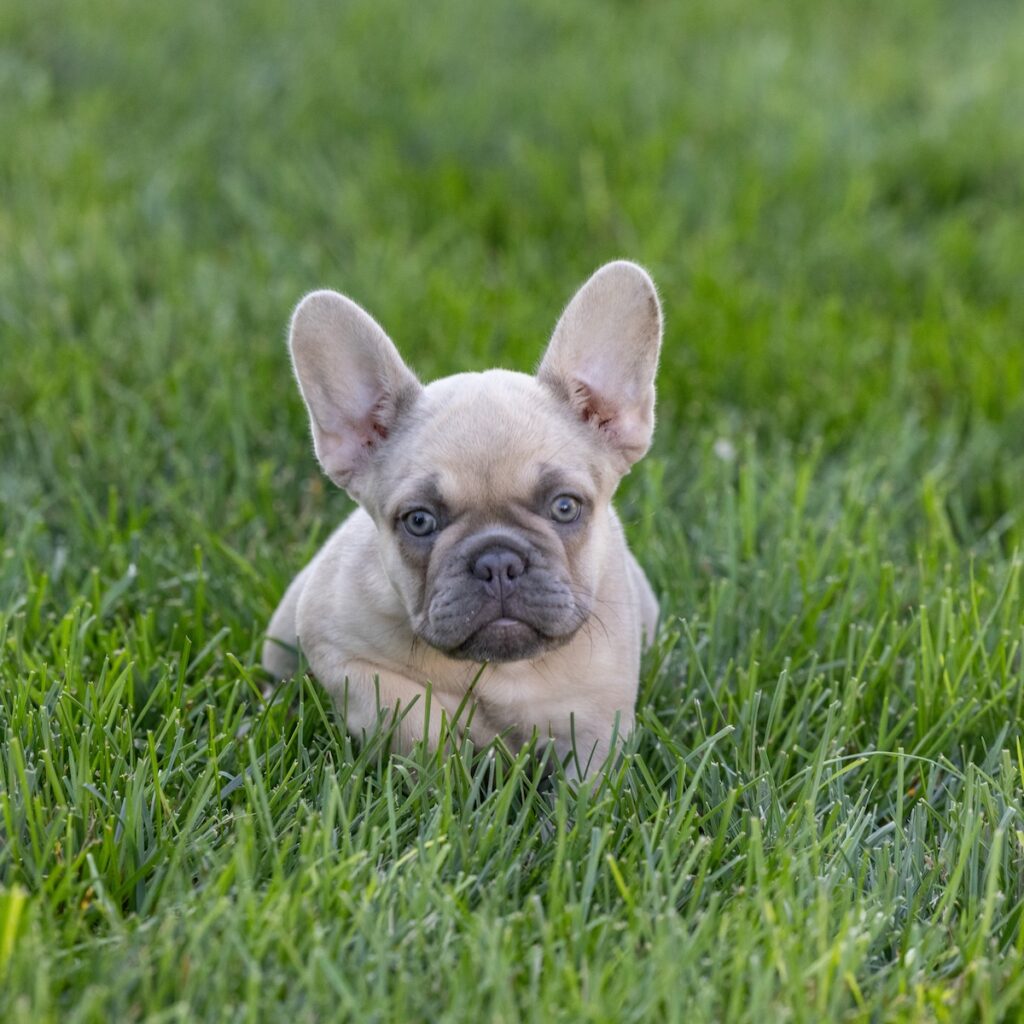 lilac frenchie for sale pa