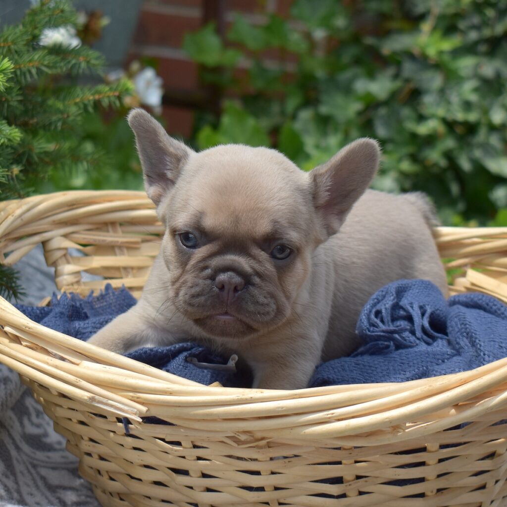 lilac frenchie for sale pa