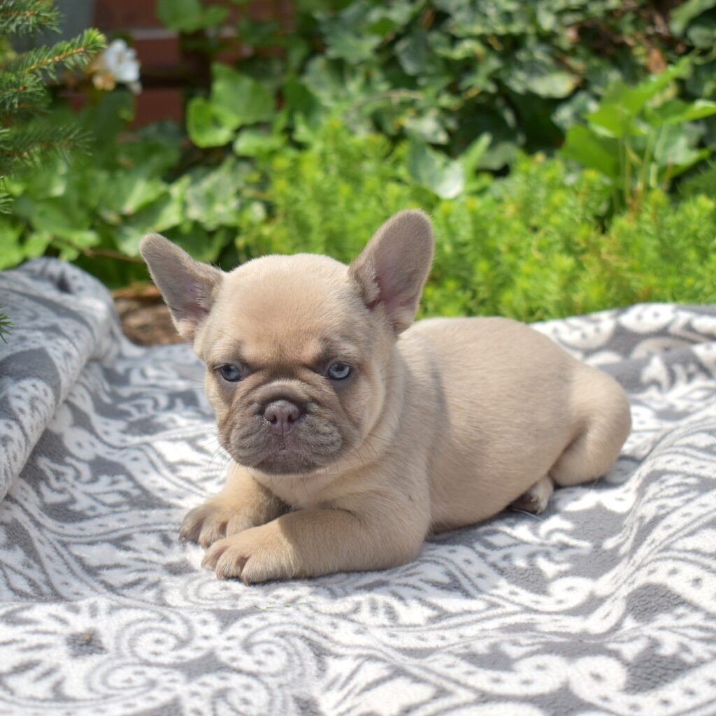lilac frenchie puppies