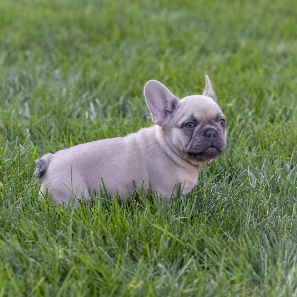 lilac frenchie puppies