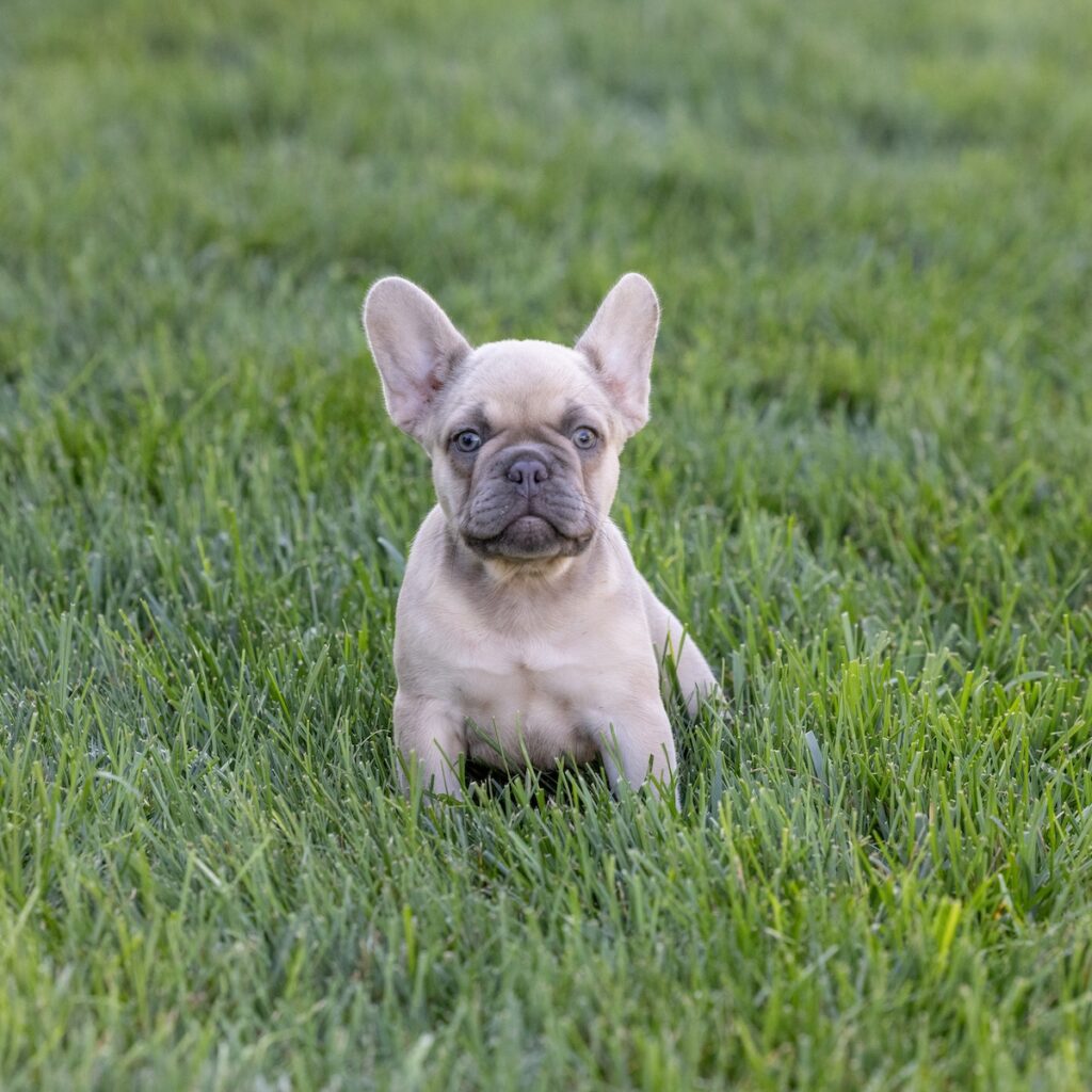 lilac frenchie puppies for sale pa