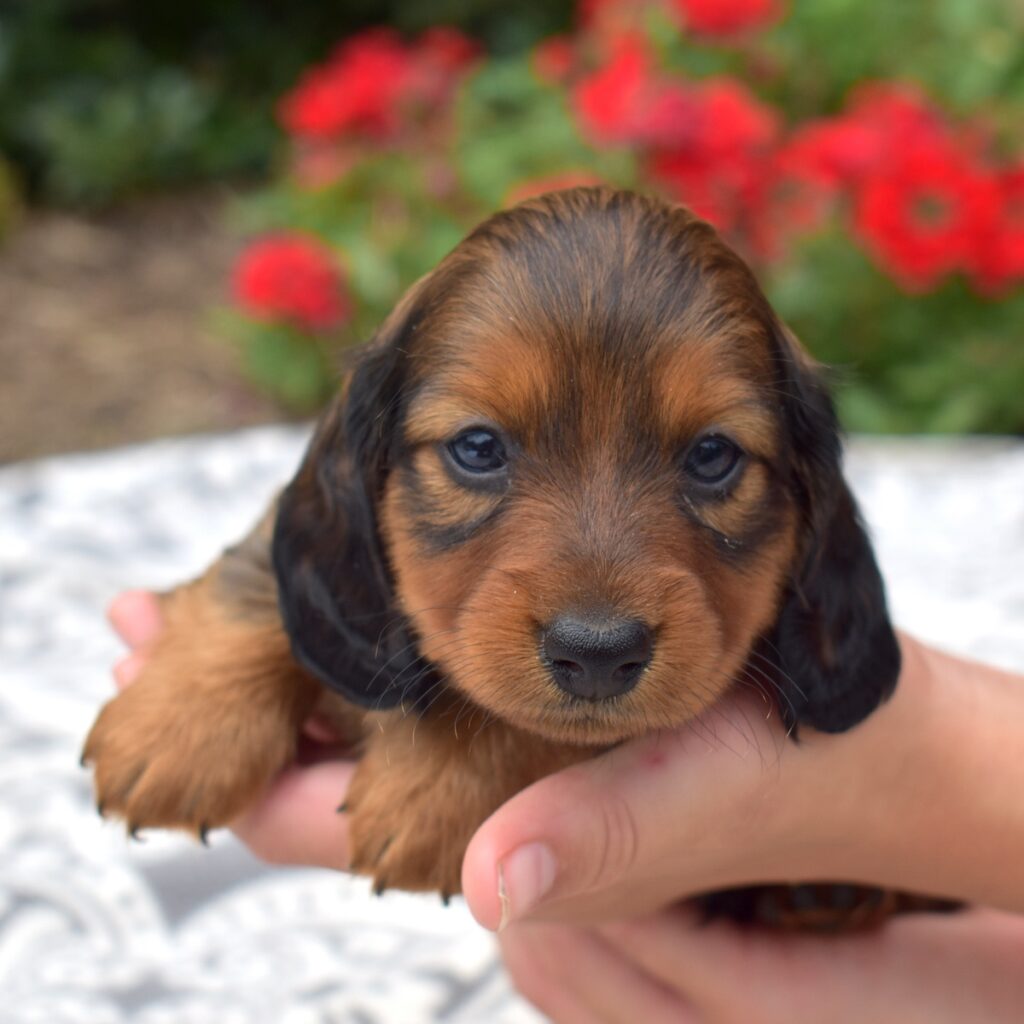 long haired red sable dachshund