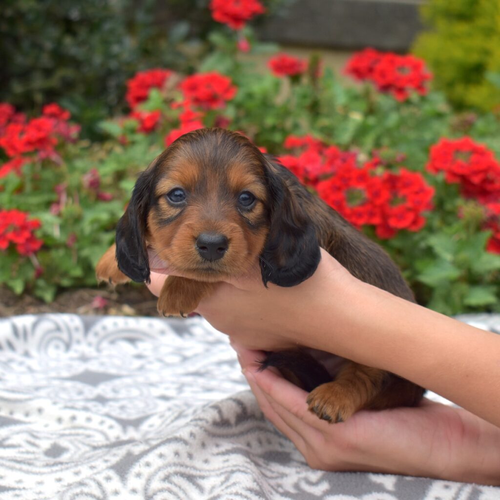 long haired red sable dachshund puppy