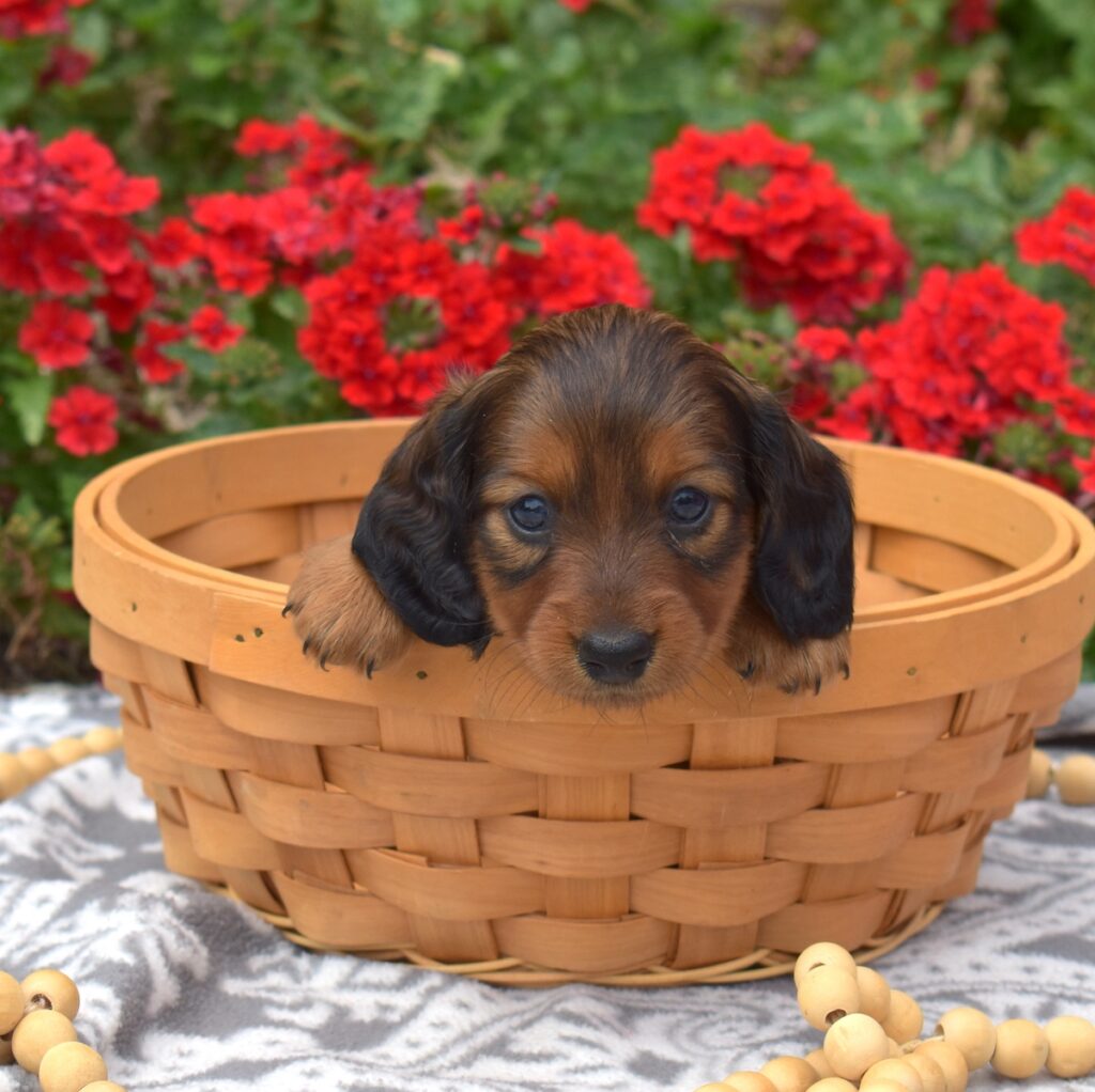 long haired red sable dachshund puppy for sale
