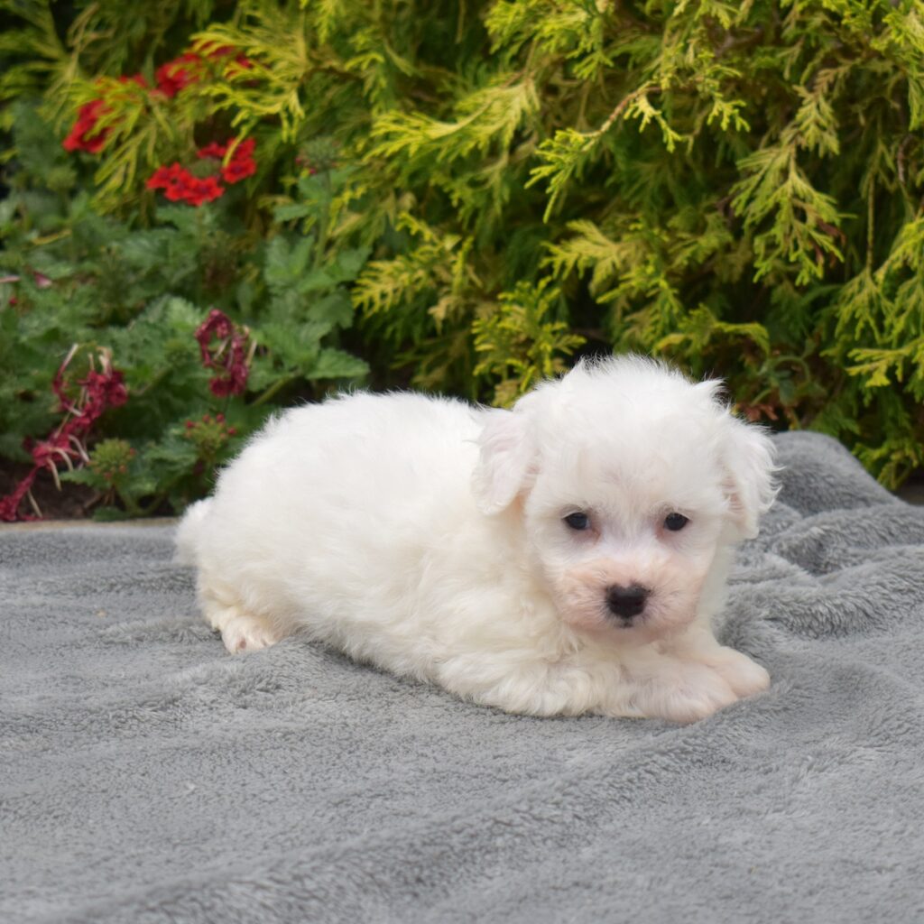 mini bichon frise