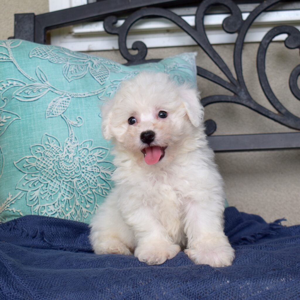 mini bichon frise for sale near me