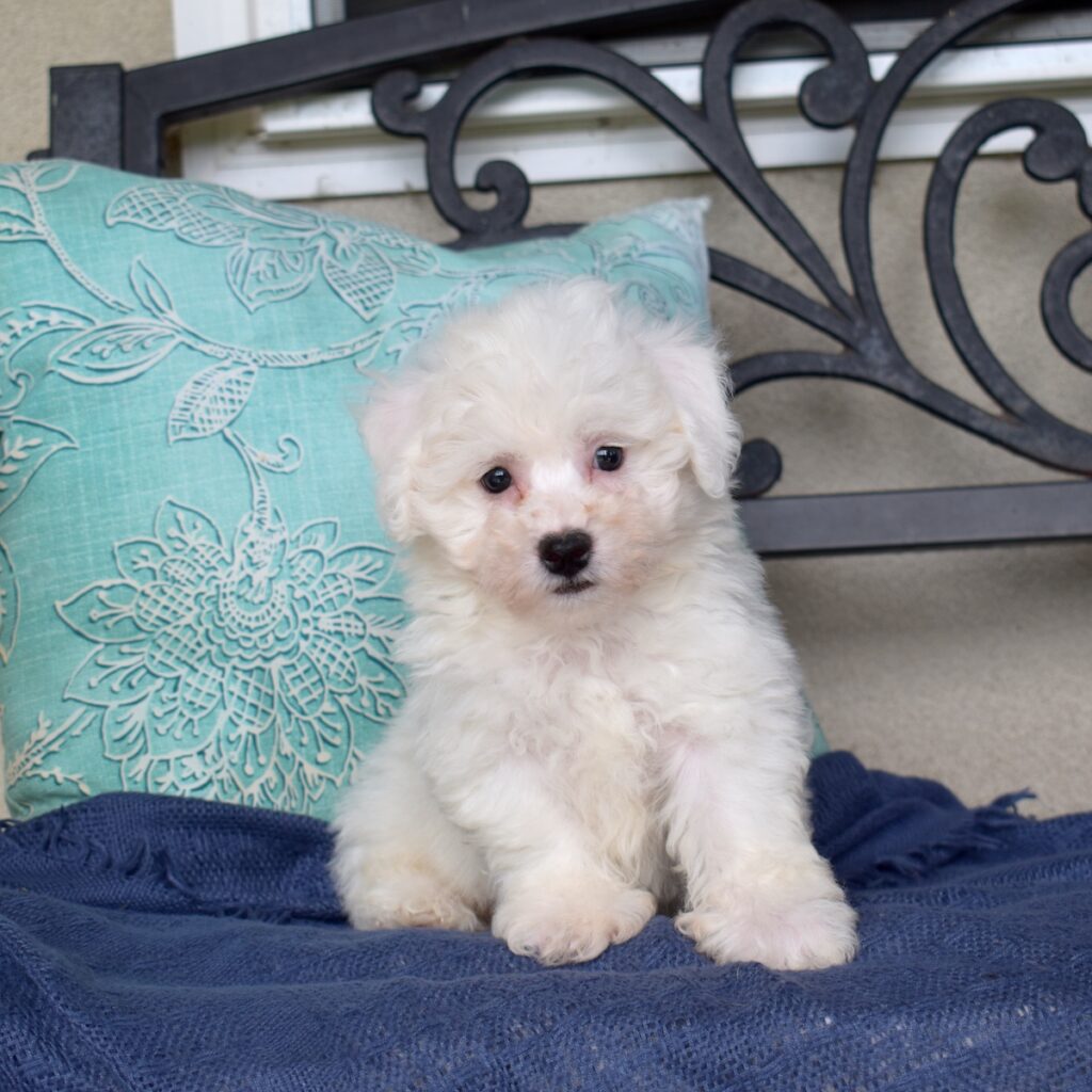 mini bichon frise for sale pa