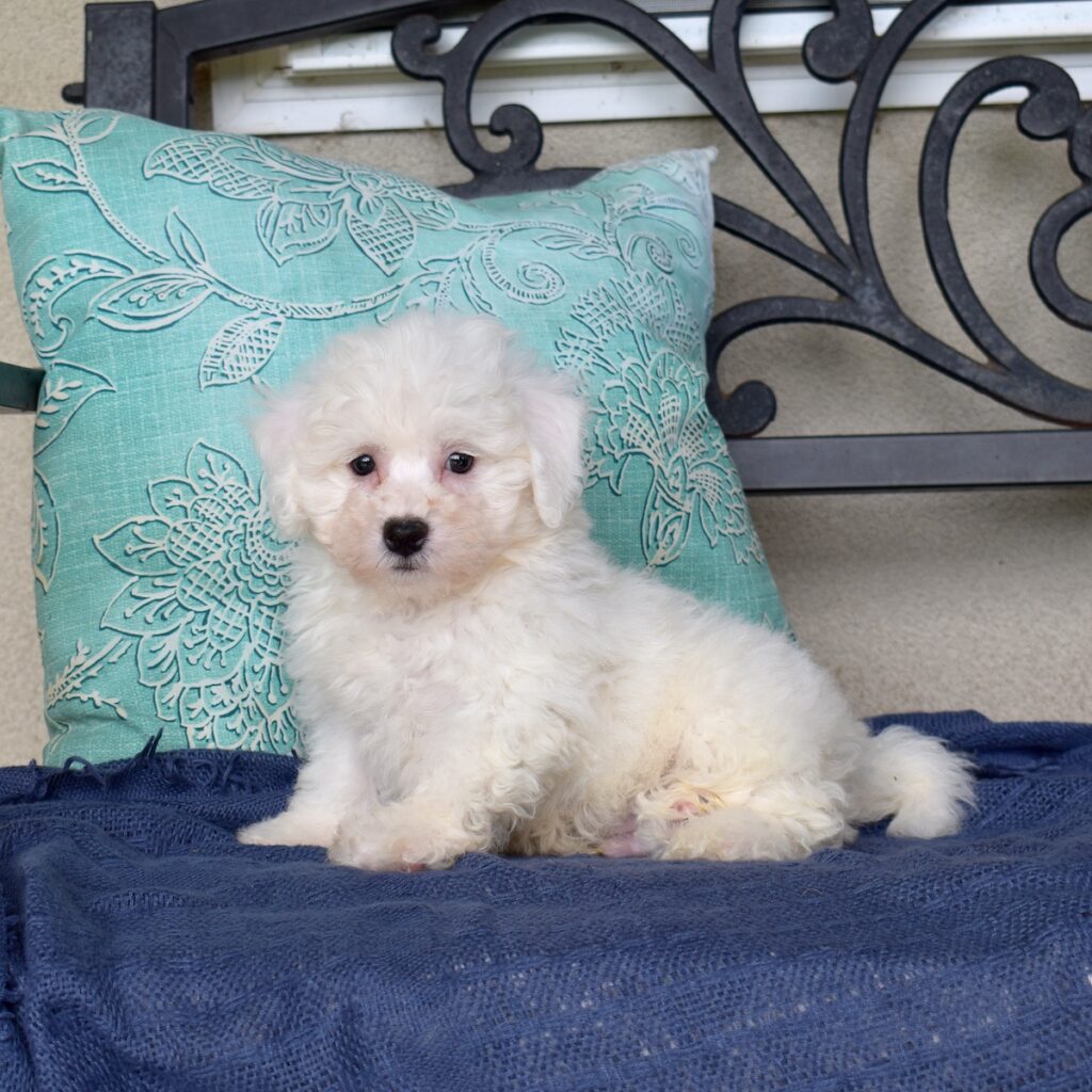 mini bichon frise puppy