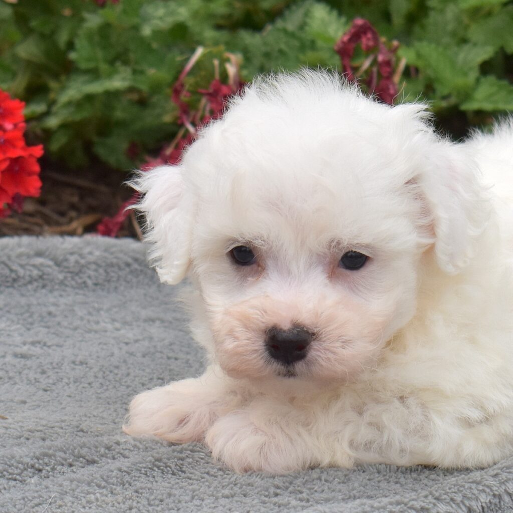 mini bichon frise puppy