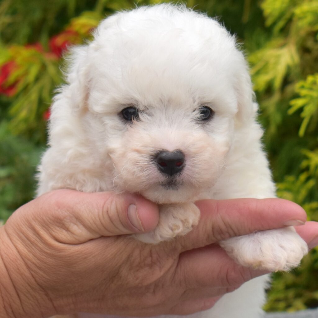 miniature bichon frise for sale near dc