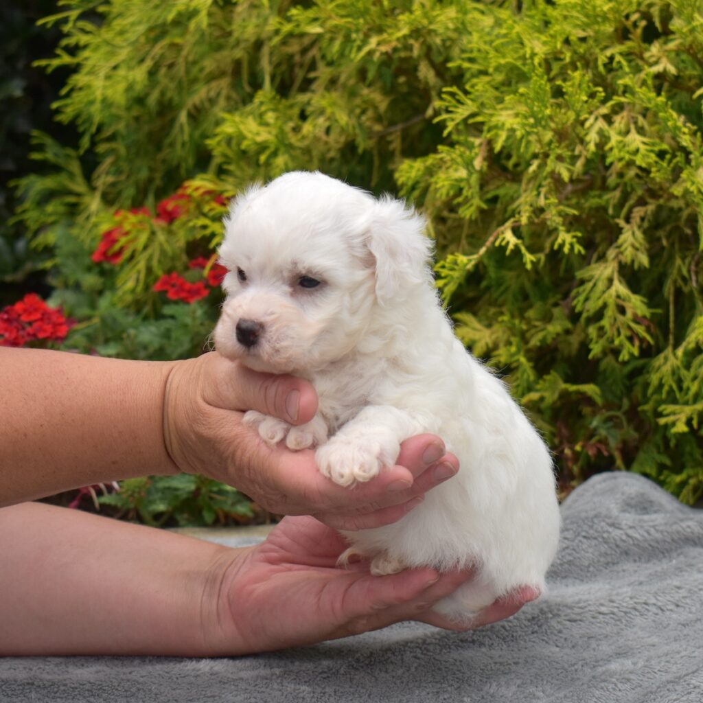 miniature bichon frise for sale near dc