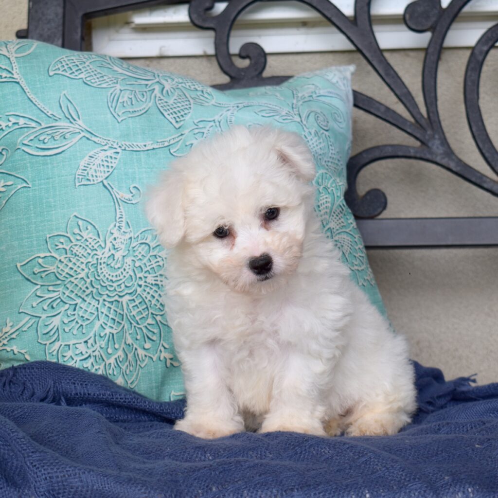 miniature bichon frise for sale near dc