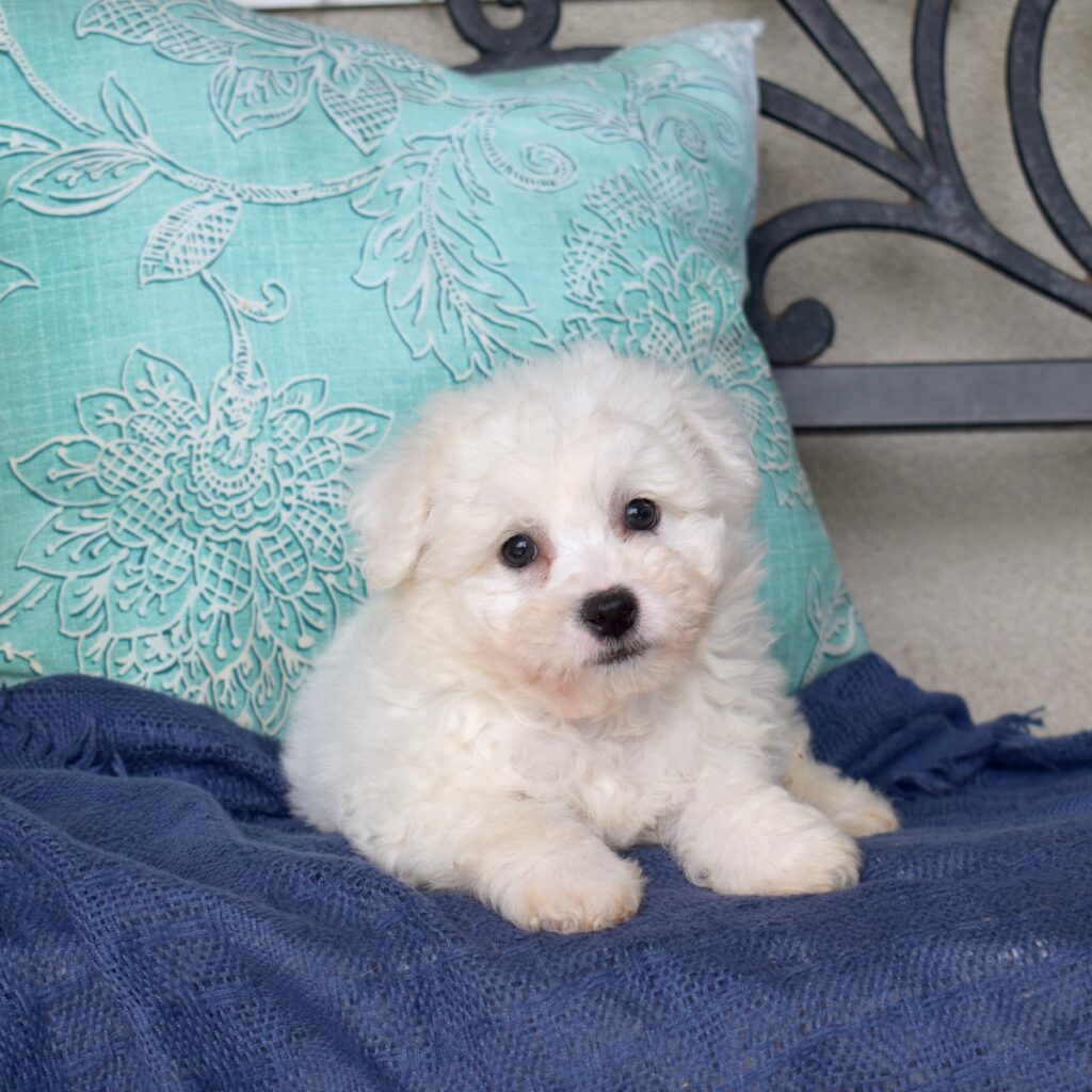 miniature bichon frise for sale near nj