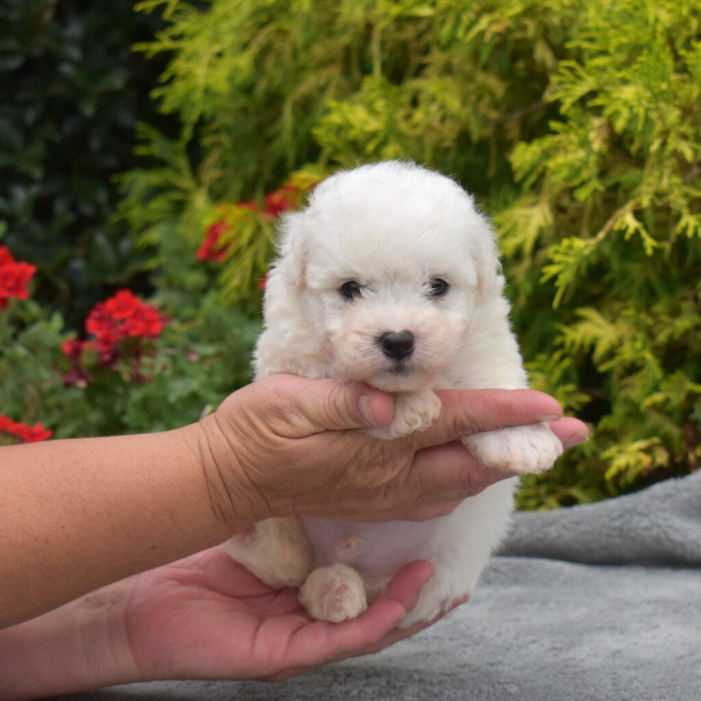 miniature bichon frise for sale near nj