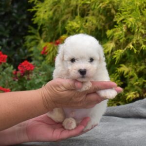 miniature bichon frise for sale near nj