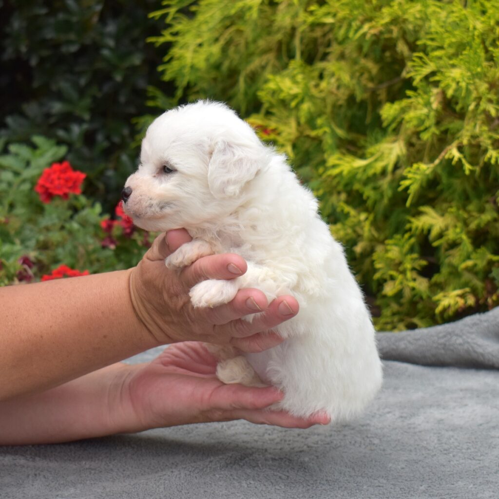 miniature bichon frise for sale near ny