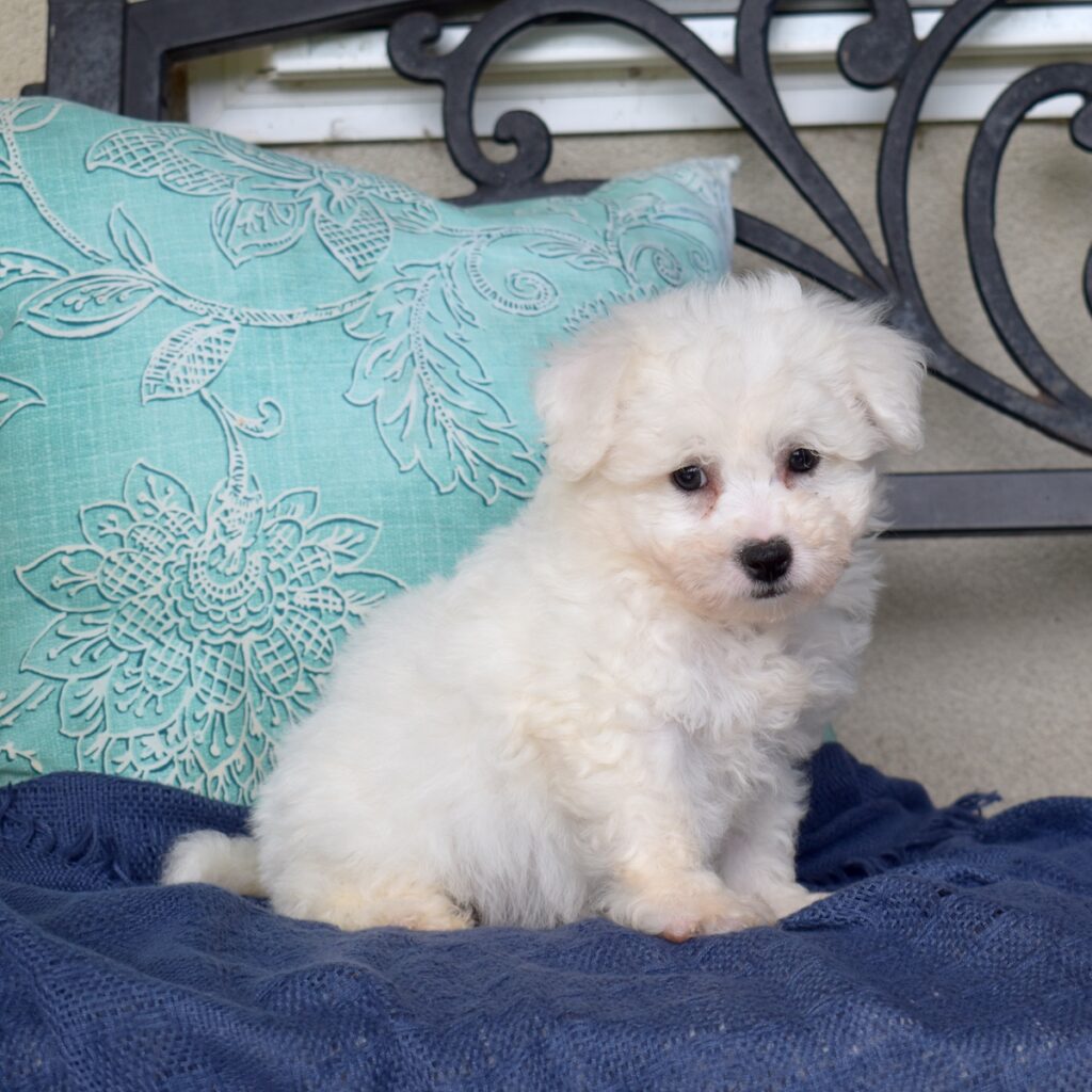 miniature bichon frise for sale pa