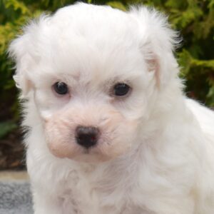 miniature bichon frise puppies