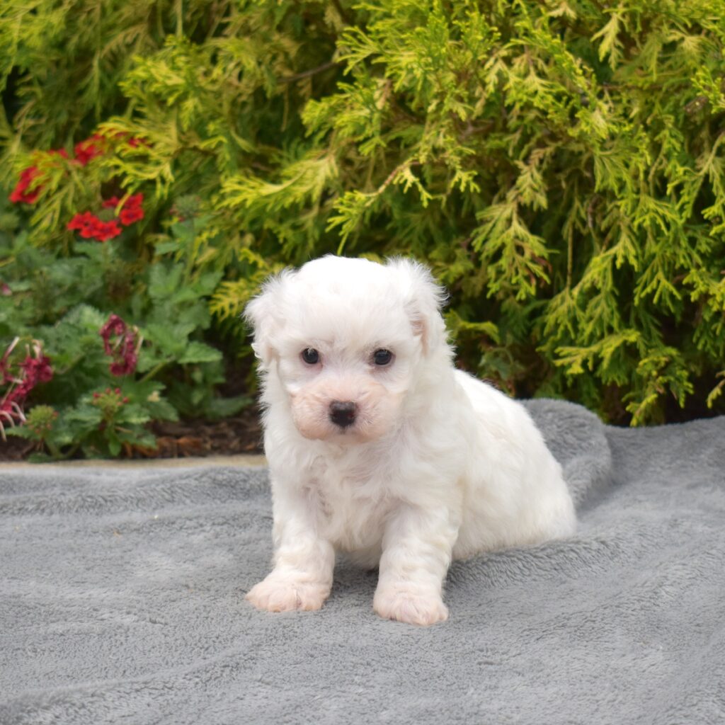 miniature bichon frise puppy