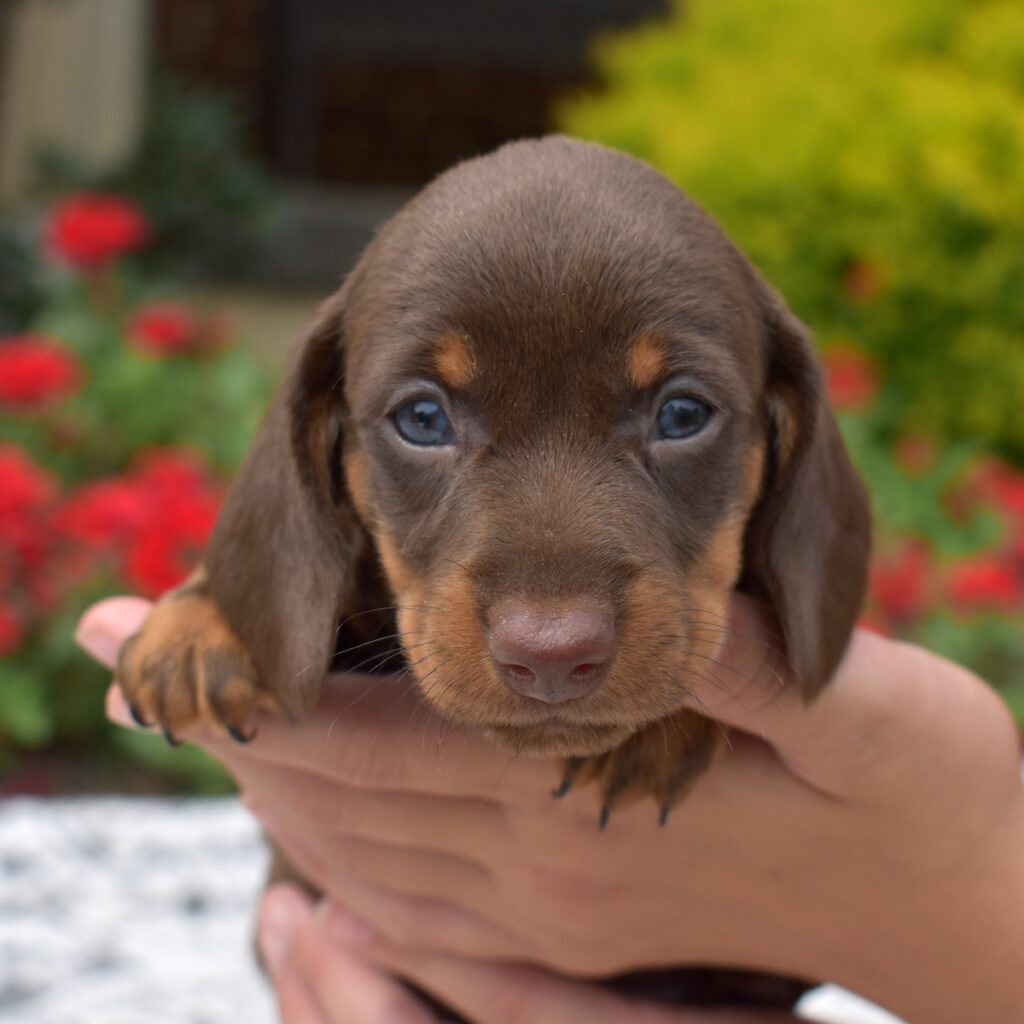 red sable long haired dachshund
