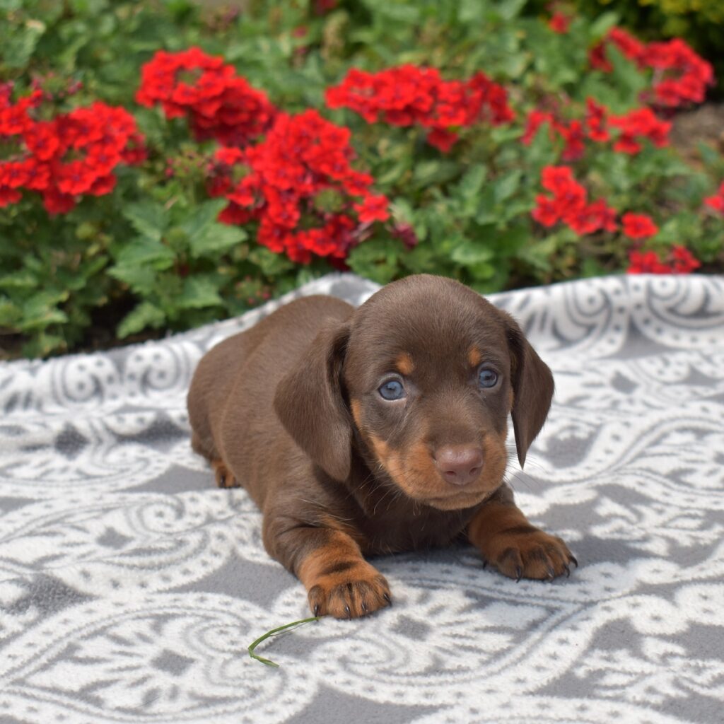 red sable long haired dachshund for sale pa