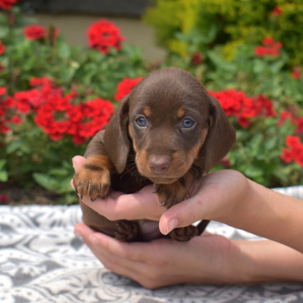 red sable long haired dachshund puppy