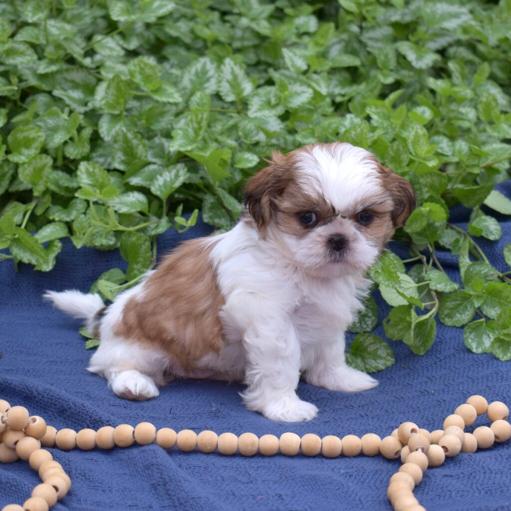 shih tzu breeders