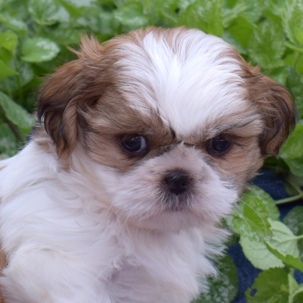 shih tzu breeders near me