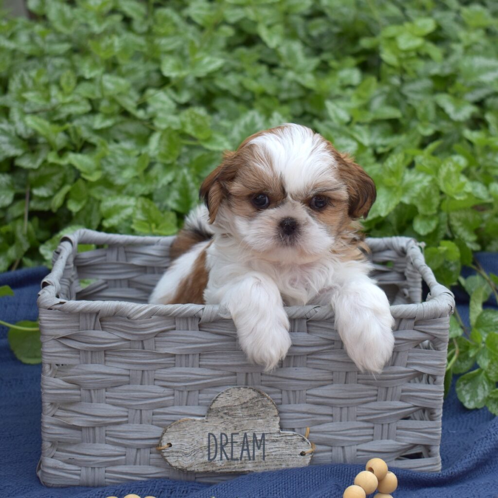 shih tzu breeders near me dc