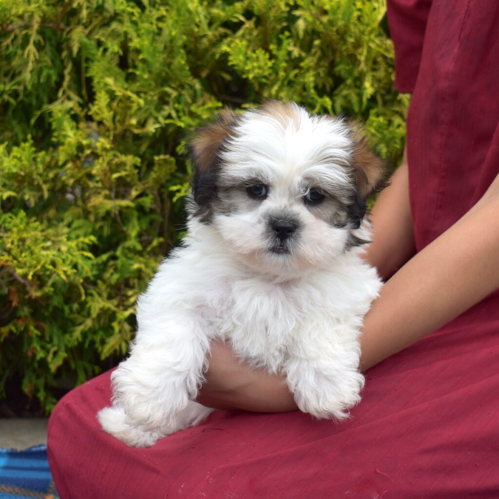 shih tzu dog puppy