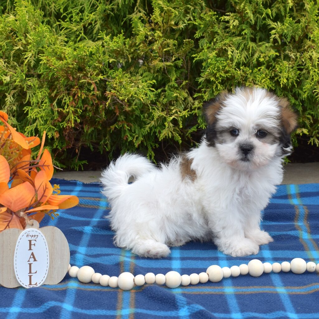 shih tzu dog puppy for sale