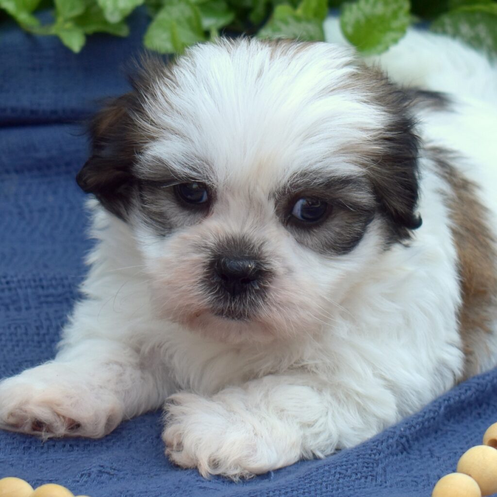 shih tzu dog puppy for sale