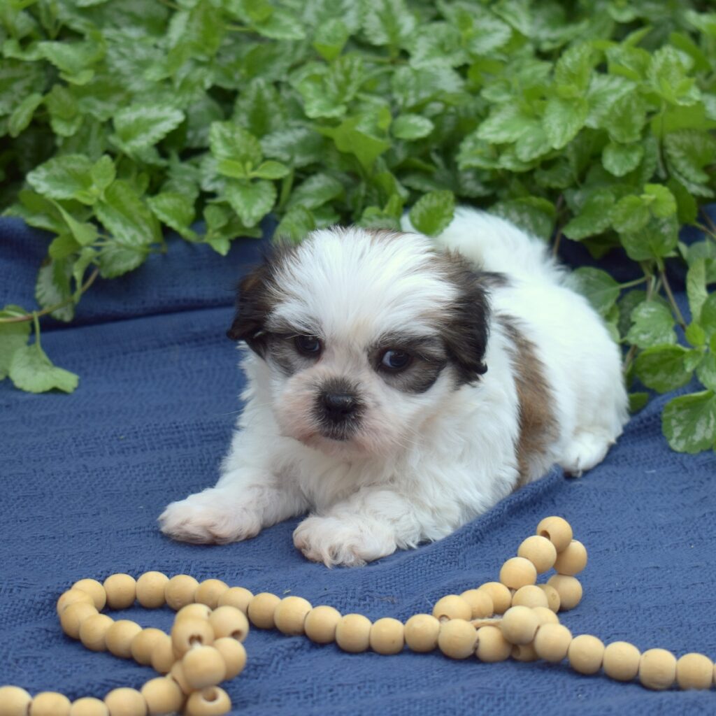 shih tzu dog puppy for sale near me