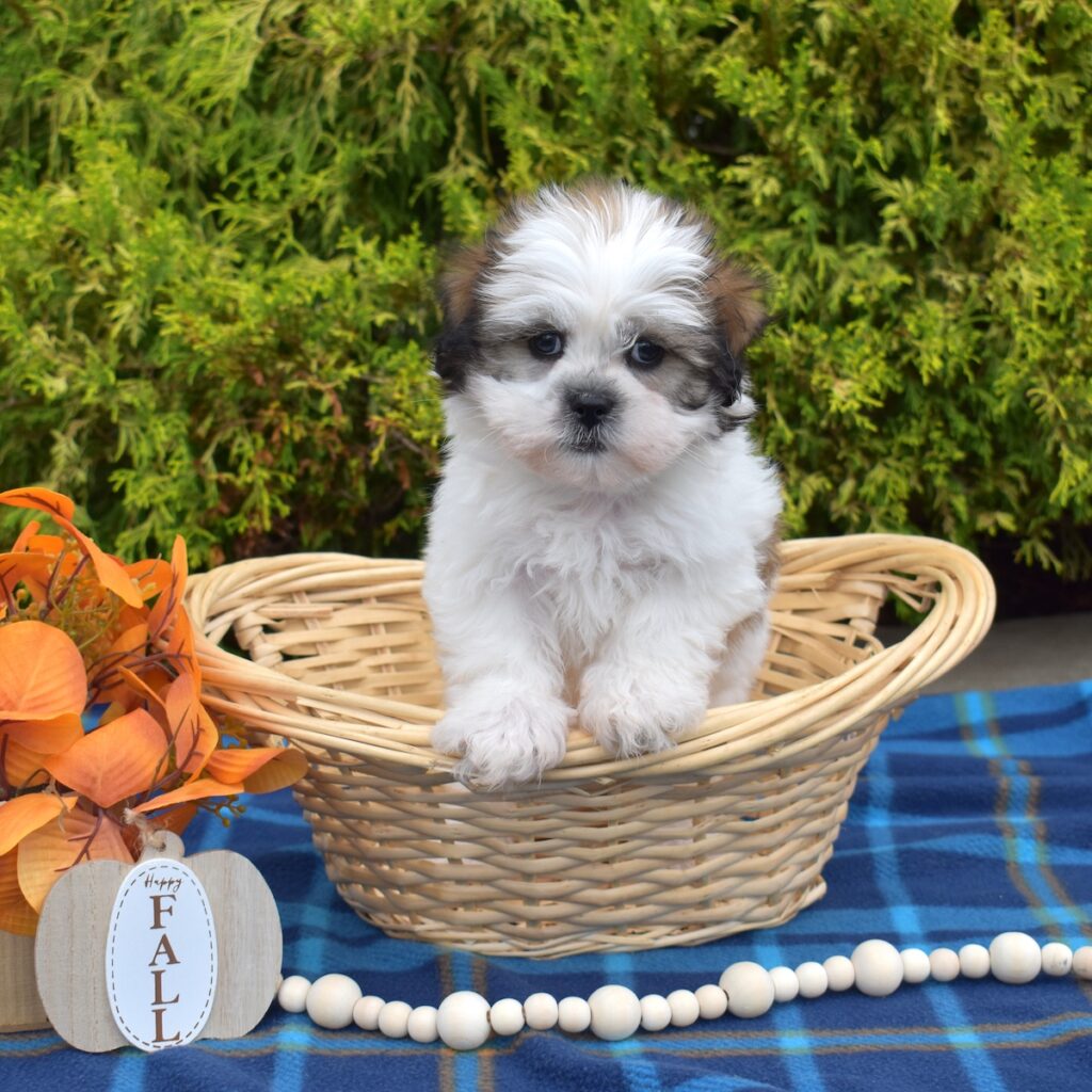 shih tzu dog puppy for sale near ny