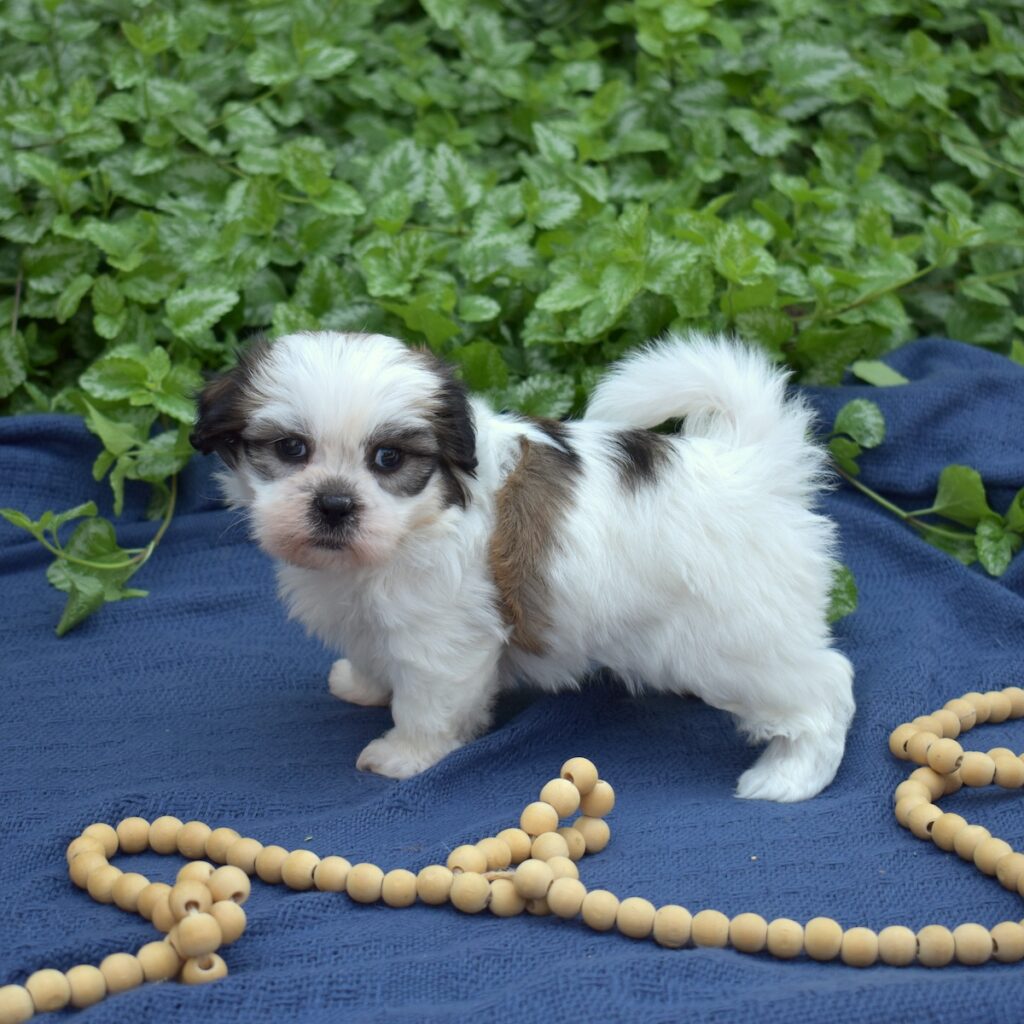 shih tzu dog puppy for sale vet checked